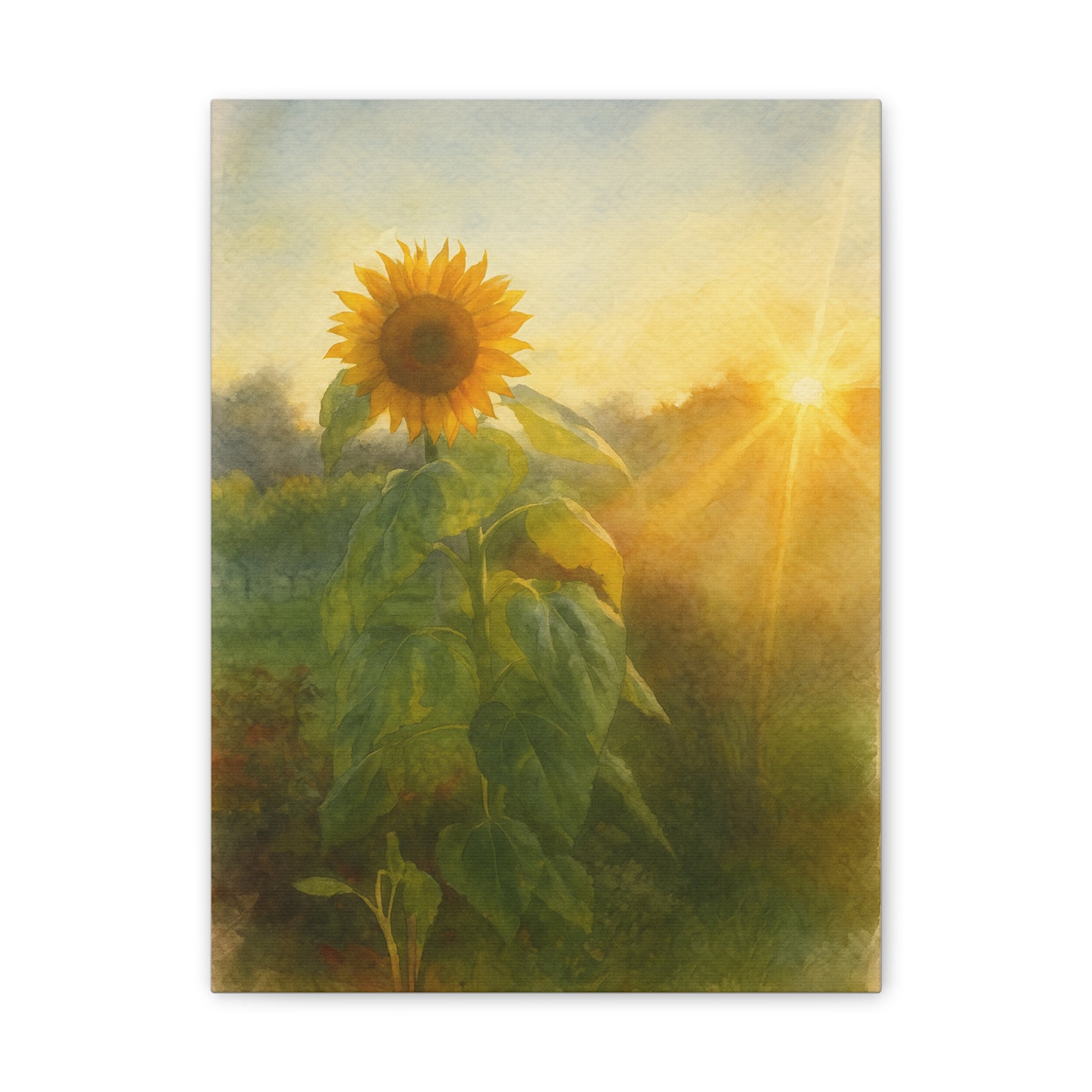 Sunflower Sunset Canvas Print by Rachel Tannenbaum