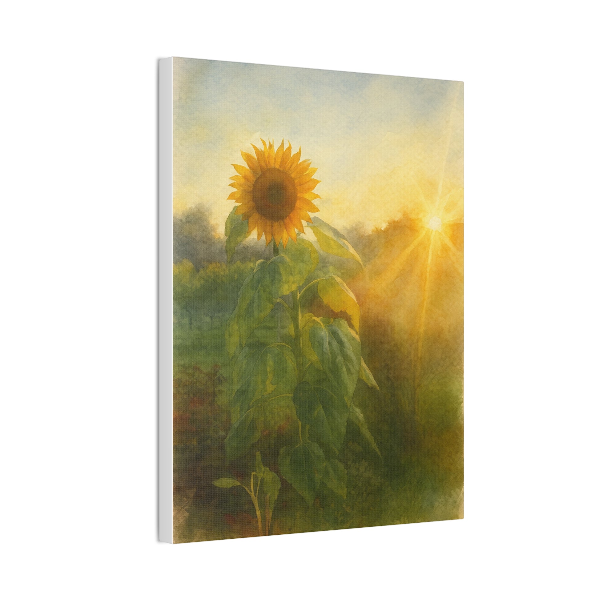 Sunflower Sunset Canvas Print by Rachel Tannenbaum